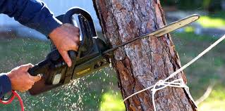 Best Tree Mulching  in Pond Creek, OK