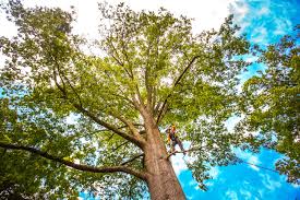 Best Storm Damage Tree Cleanup  in Pond Creek, OK