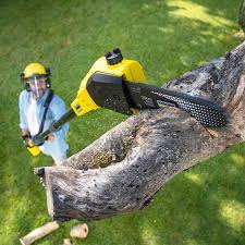 How Our Tree Care Process Works  in  Pond Creek, OK