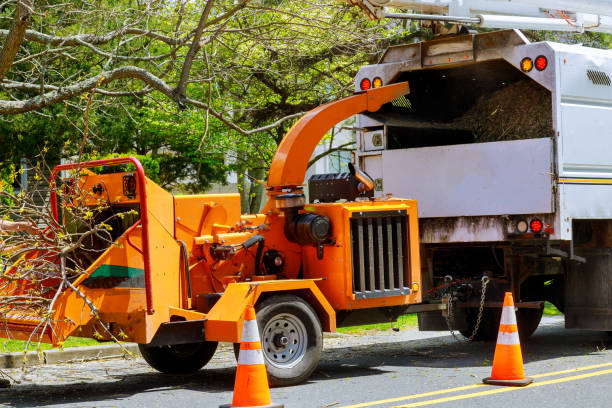 Best Stump Grinding and Removal  in Pond Creek, OK