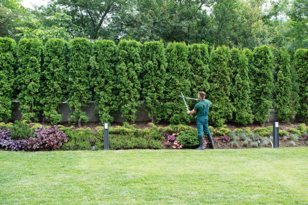 Best Emergency Tree Removal  in Pond Creek, OK
