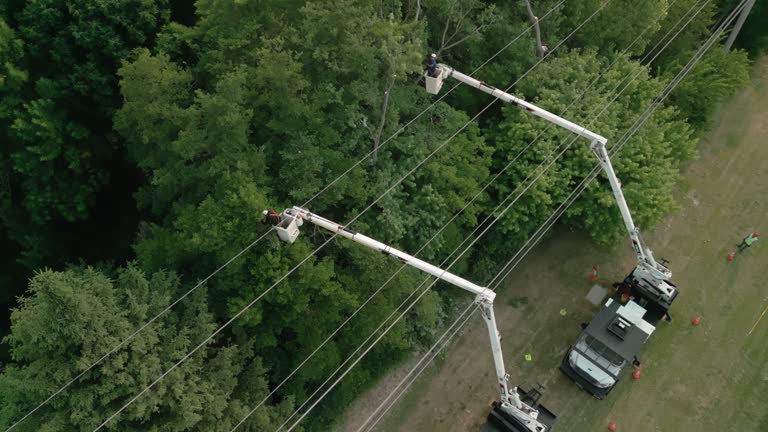 Best Tree Preservation Services  in Pond Creek, OK