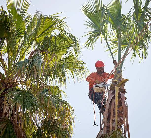 Best Commercial Tree Services  in Pond Creek, OK