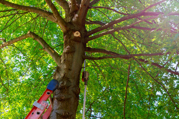 Best Fruit Tree Pruning  in Pond Creek, OK
